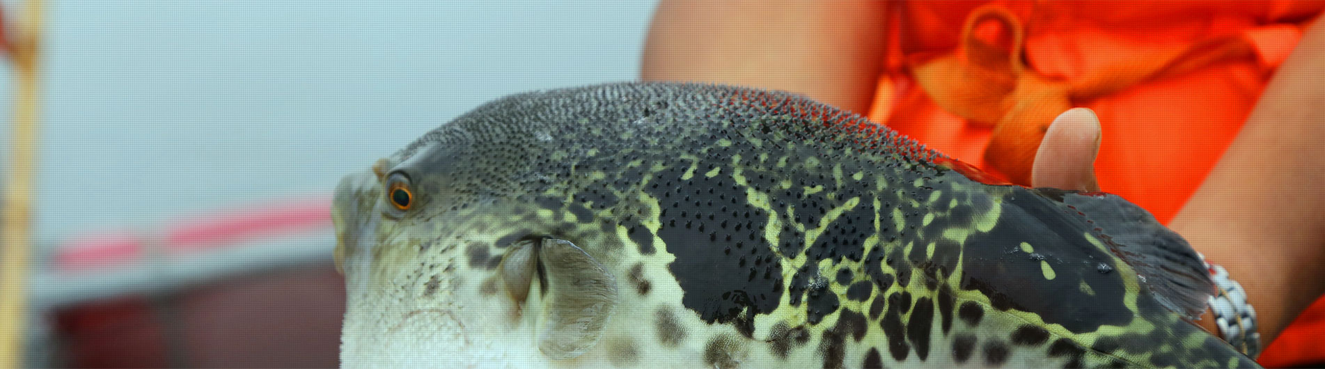 Products_Dalian Fugu Groups